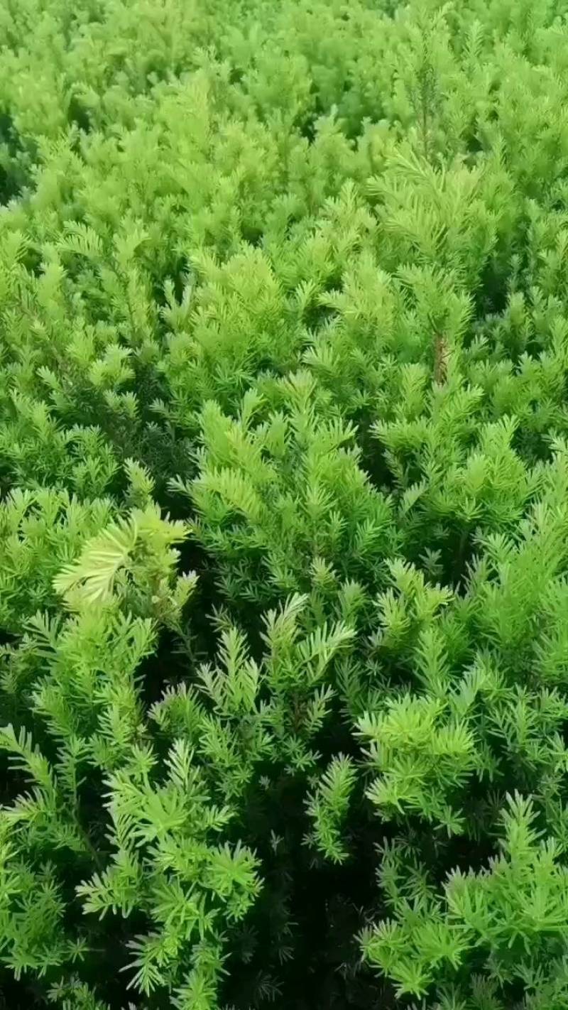 矮紫杉床苗50-60厘米高低价出售