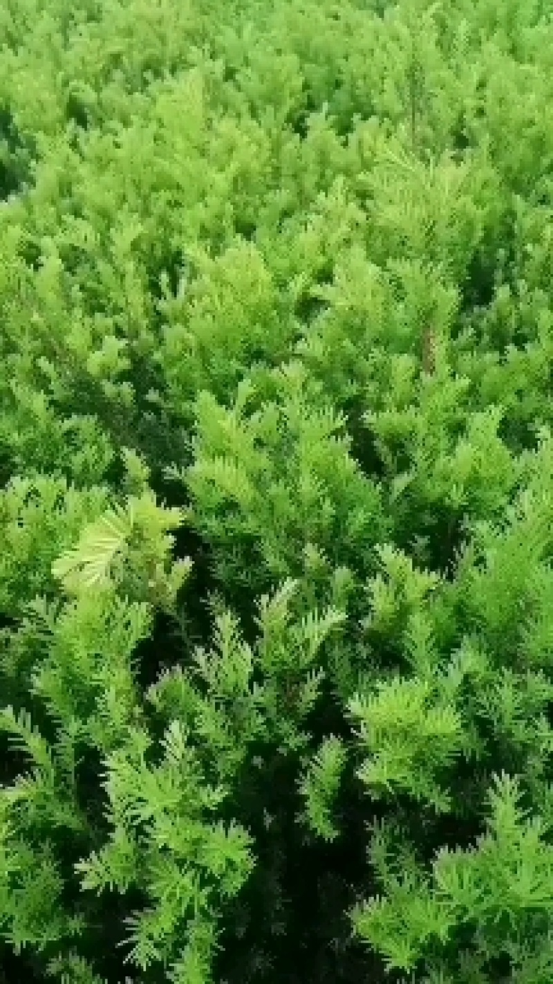 矮紫杉床苗50-60厘米高低价出售