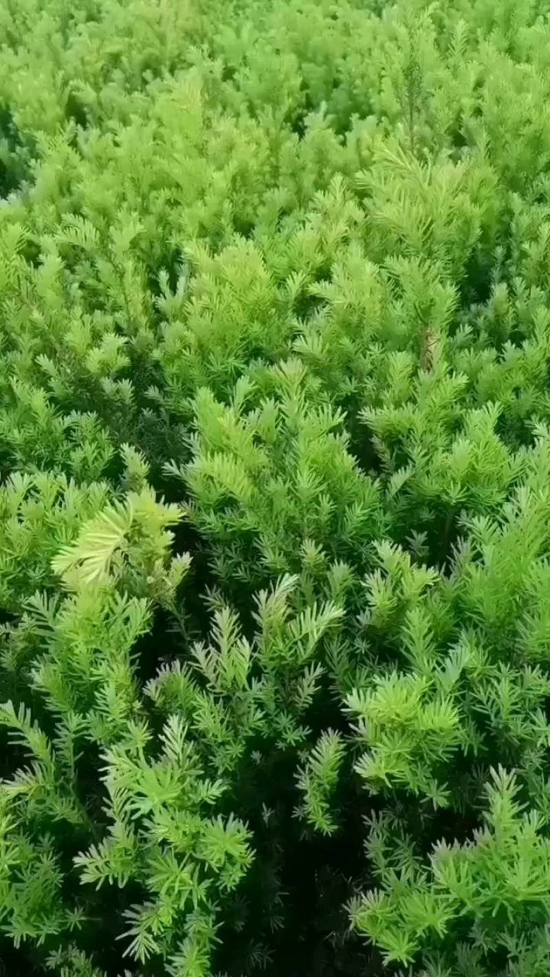 矮紫杉床苗50-60厘米高低价出售