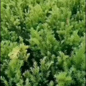矮紫杉床苗50-60厘米高低价出售