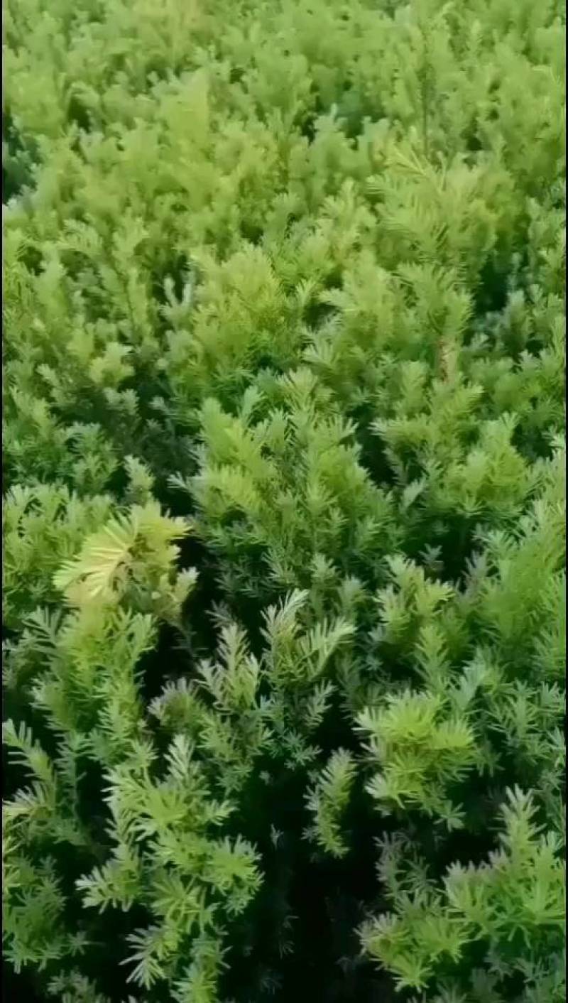 矮紫杉床苗50-60厘米高低价出售