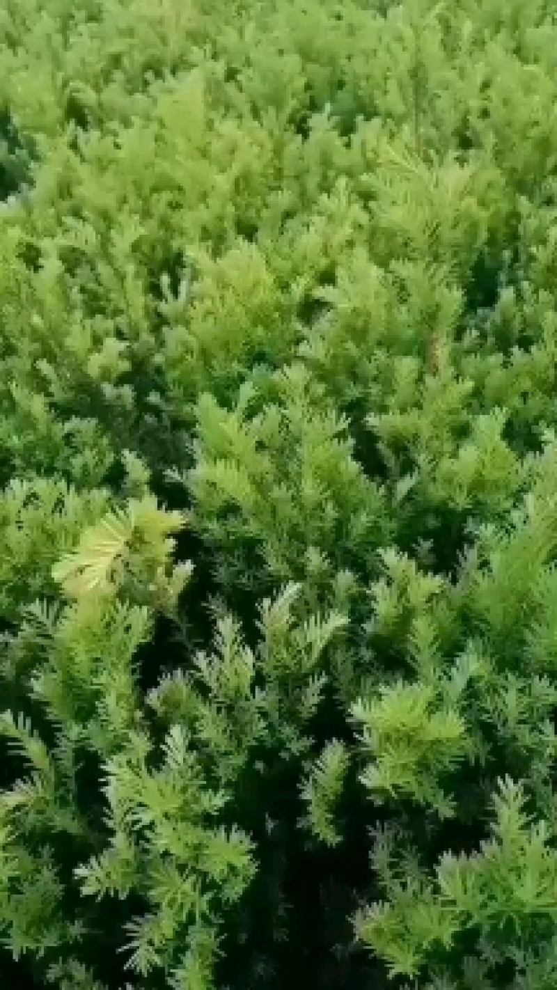 矮紫杉床苗50-60厘米高低价出售