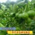 青柠檬当季新鲜水果泰国引种独立包装无籽青柠奶茶店直供一件