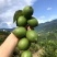 青柠檬当季新鲜水果泰国引种独立包装无籽青柠奶茶店直供一件