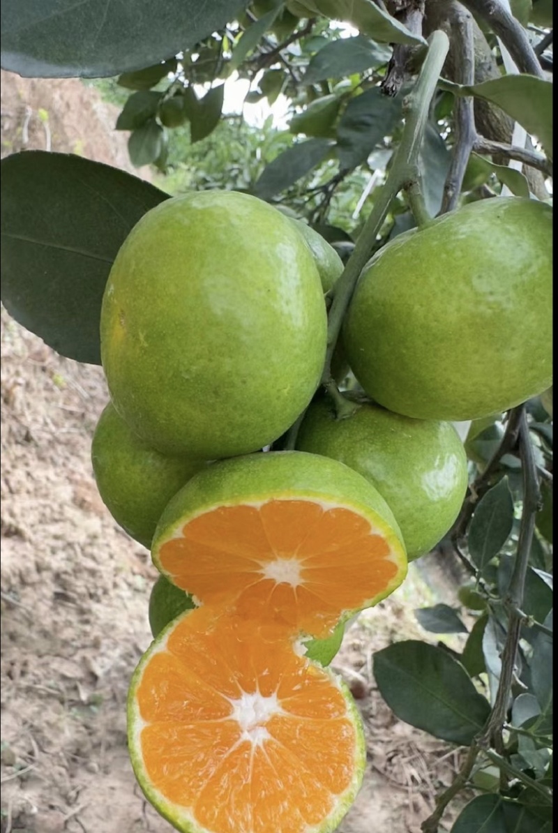 现货供应现货蜜橘保证一手货源