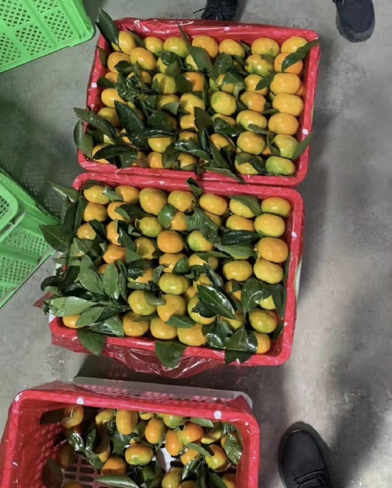 现货供应现货蜜橘保证一手货源