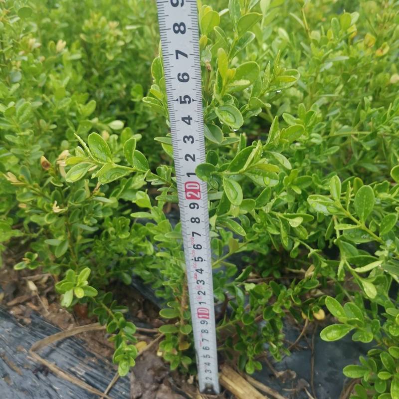 优质黄杨30-40厘米高朝鲜黄杨绿篱苗一手货源货发全国