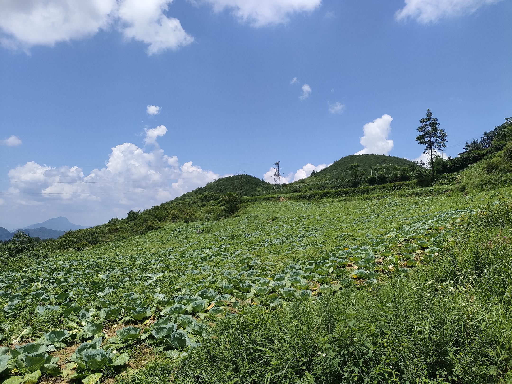 展示大面积种植的金针白莲莲田,池塘中盛开白色莲花,映衬蓝天白云 金针白莲种植基地实景图
