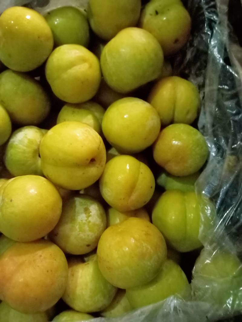 秋姬李大量供应