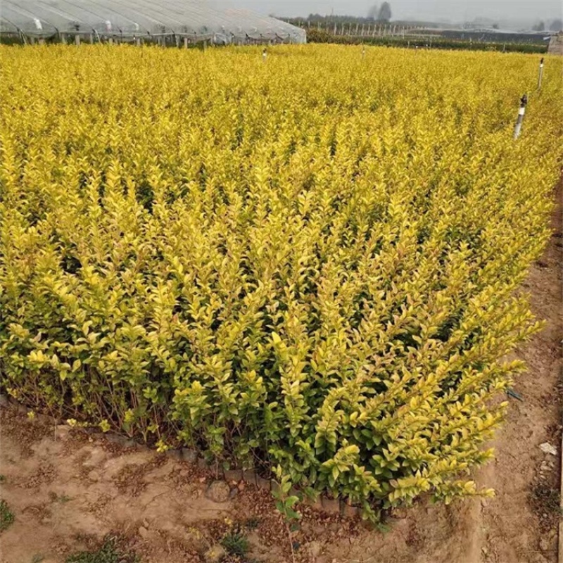 金叶女贞，精品苗，基地直发，大量供应50万棵