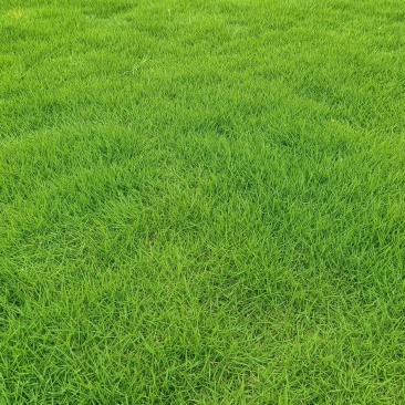 大量精品绿化草皮出售