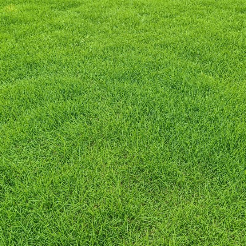 大量精品绿化草皮出售