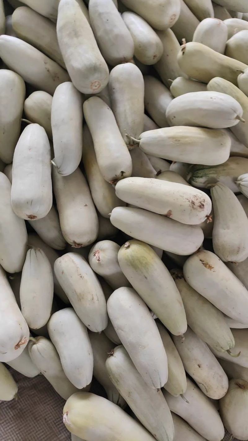 【优】博洋61头茬长丰拐集瓜果市场货源充足量大从优