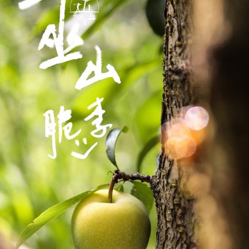 巫山早熟青脆李目前有大量高质果园有需要的可以联系