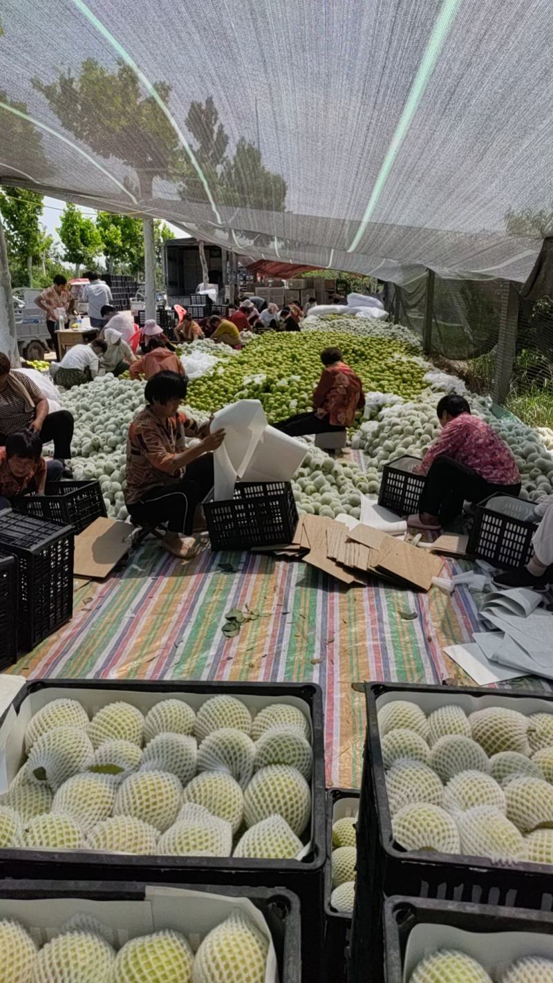 皇冠梨产区，国家一级优质皇冠梨