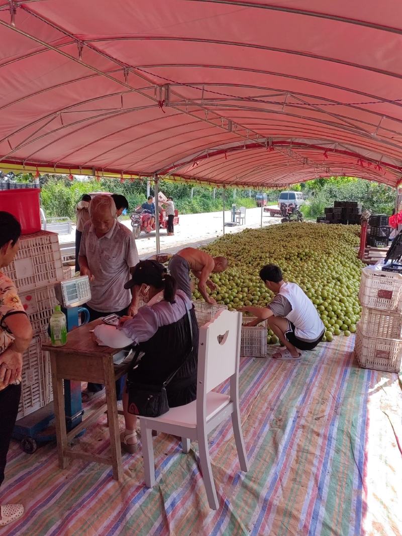 皇冠梨产区，国家一级优质皇冠梨