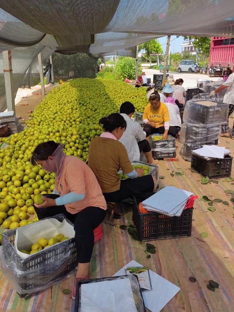 皇冠梨产区，国家一级优质皇冠梨