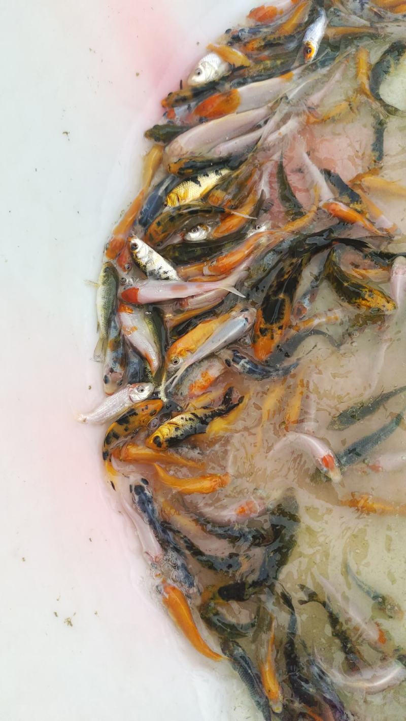 四川附近锦鲤半斤到一斤，锦鲤鱼苗10公分#锦鲤鱼