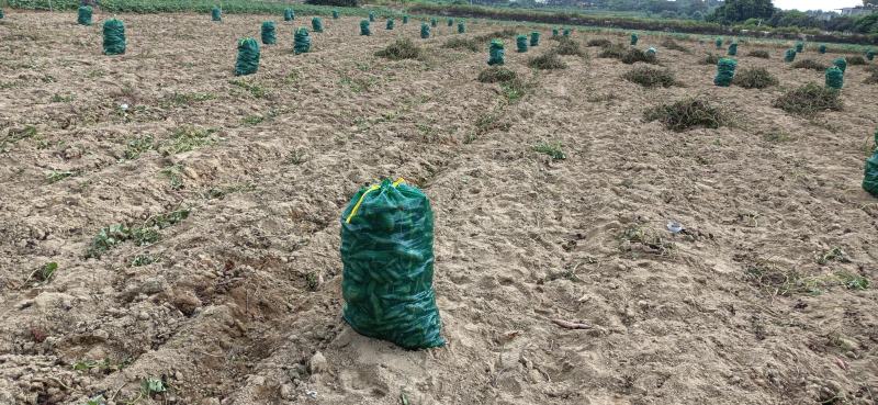 西瓜红红薯广东西瓜红红薯大量有货产地直供品质有保证