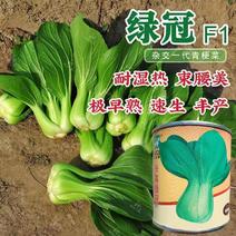 绿冠青梗菜种子耐热耐湿特早熟小青菜种子蔬菜种子基地专用