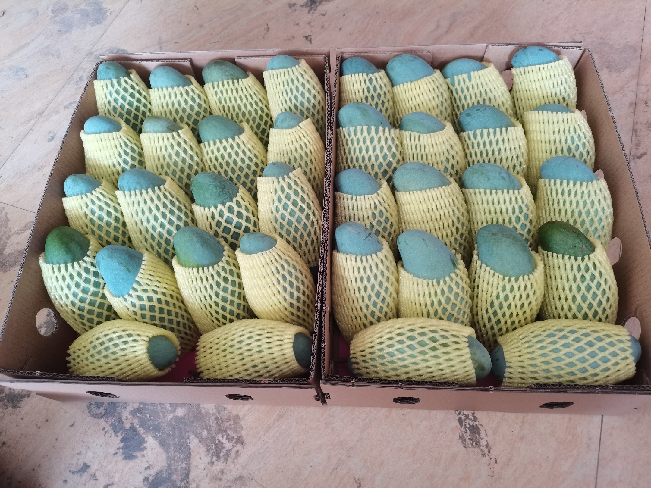 展示青芒果园中使用的黄色粘虫板与性诱剂装置 树上熟青芒的病虫害绿色防控技术