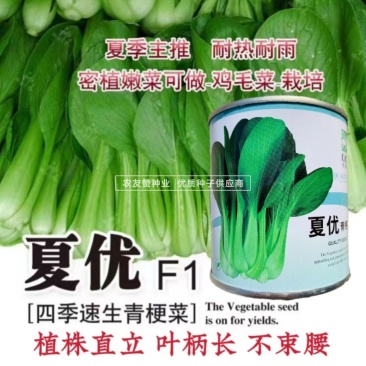 四季速生青梗菜种子夏优耐高温鸡毛菜种子抗热小青菜种子耐热