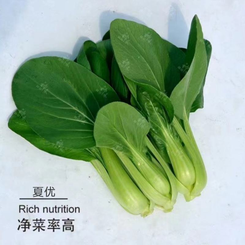 四季速生青梗菜种子夏优耐高温鸡毛菜种子抗热小青菜种子耐热