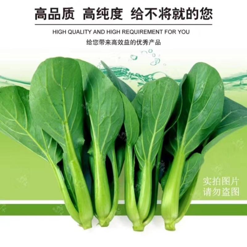 四季速生青梗菜种子夏优耐高温鸡毛菜种子抗热小青菜种子耐热