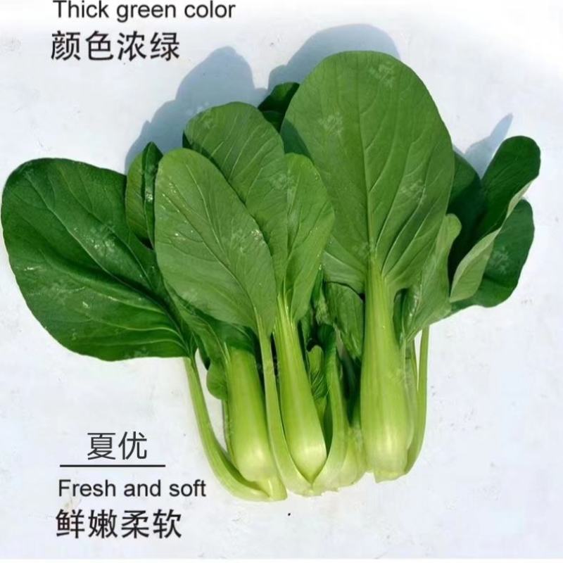 四季速生青梗菜种子夏优耐高温鸡毛菜种子抗热小青菜种子耐热