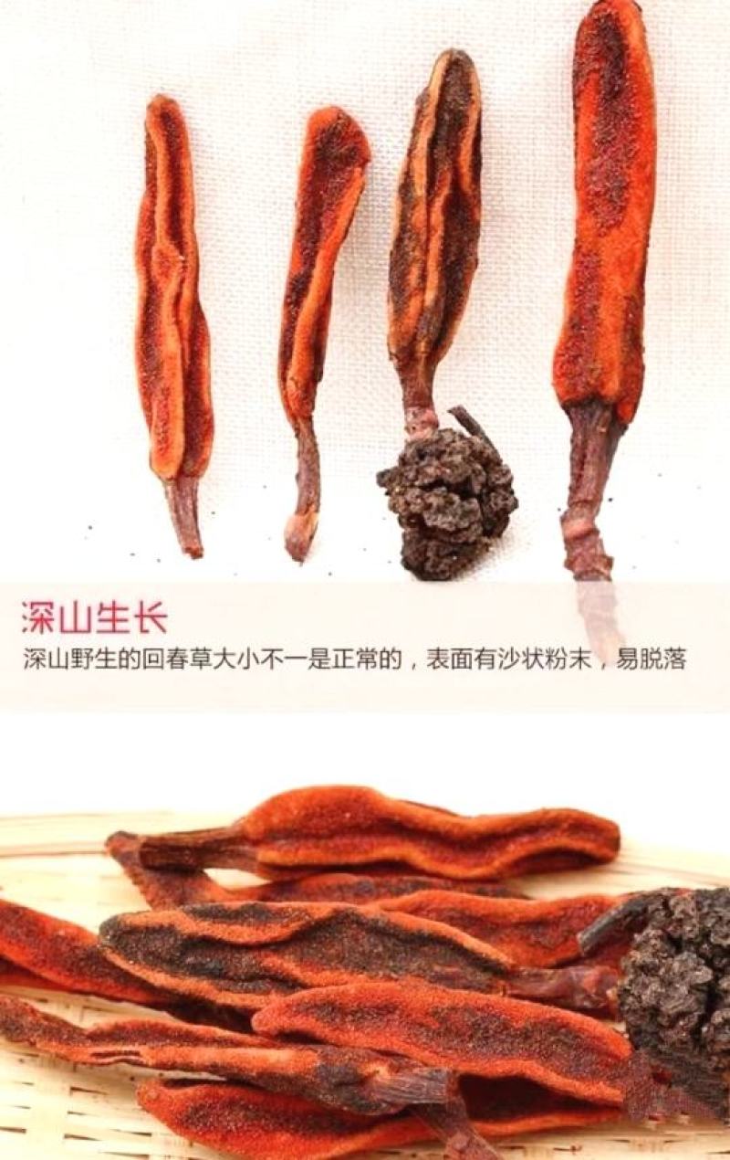 回春草中药材云南野生回春草不老草泡酒泡茶煲汤包邮