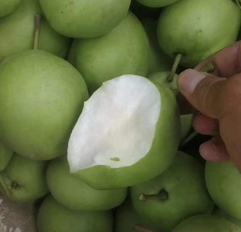 青皮早熟梨早酥梨货源充足质量保证可供商超欢迎联系