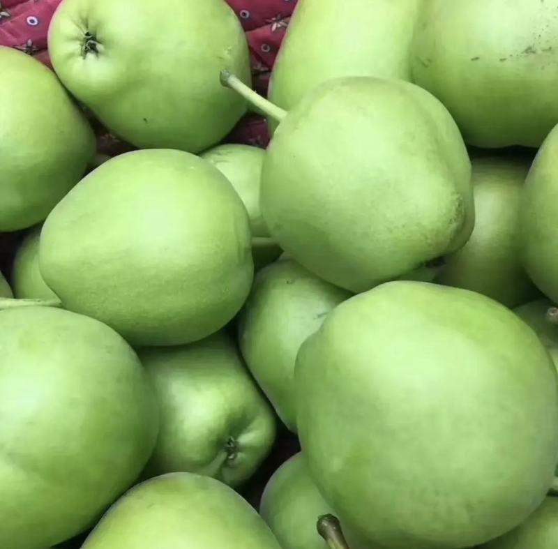 青皮早熟梨早酥梨货源充足质量保证可供商超欢迎联系