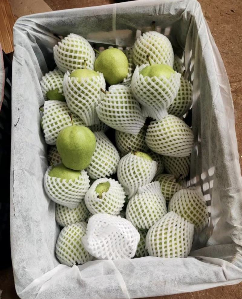 青皮早熟梨早酥梨货源充足质量保证可供商超欢迎联系