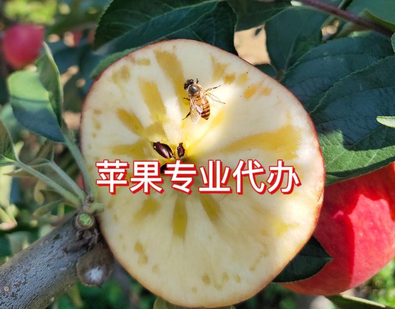 云南昭通红露冰糖心苹果专业苹果代办社区团购商超电商供应