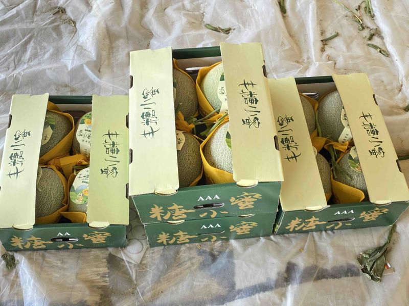 小蜜25号