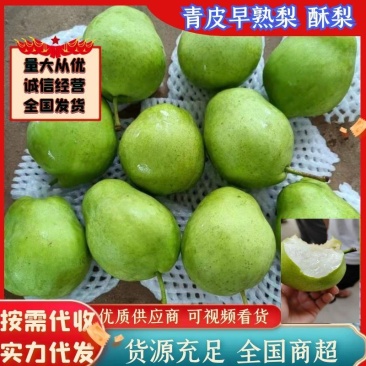 青皮早熟梨早酥梨货源充足质量保证可供商超欢迎联系