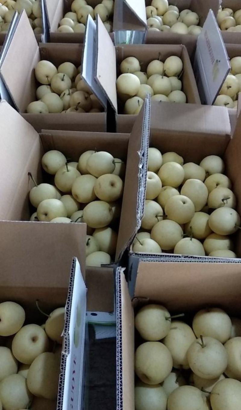 陕西皇冠梨大量上市产地直供量大从优对接全国商超