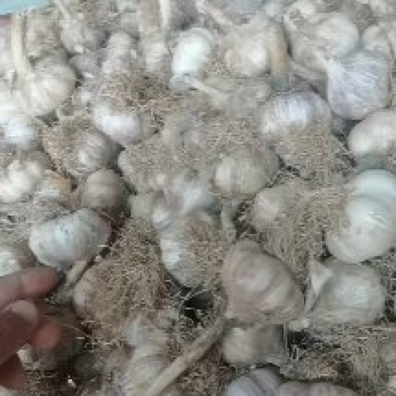 优质大蒜