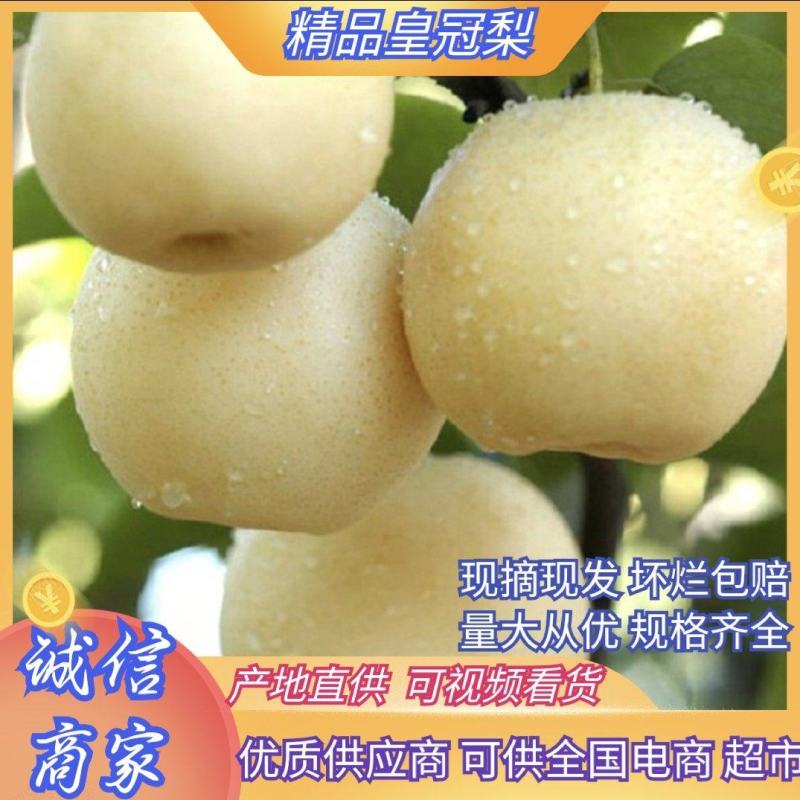 陕西皇冠梨大量上市产地直供量大从优对接全国商超
