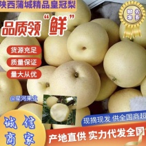 陕西精品皇冠梨，皮薄肉脆，口感甜，欢迎咨询非诚勿扰