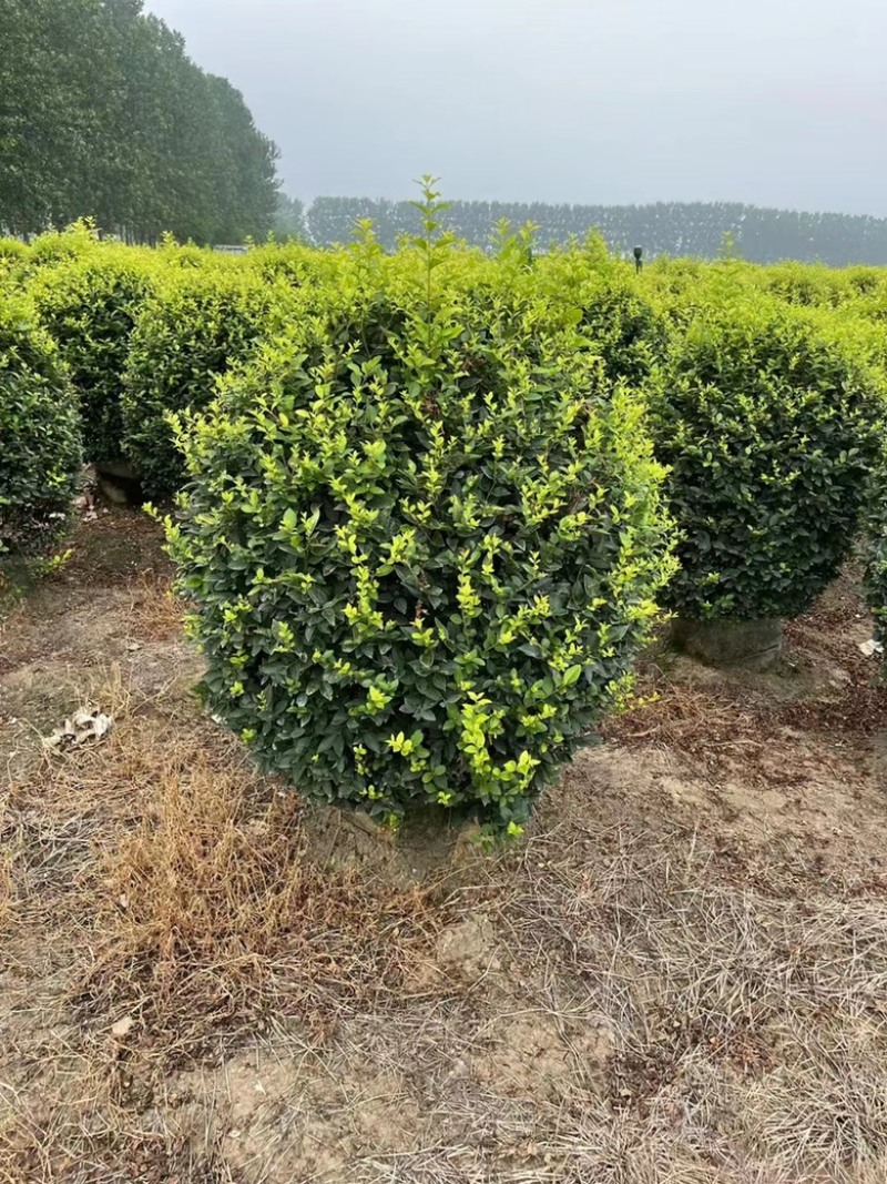 金叶女贞球，基地直发，一手货源，大量供应