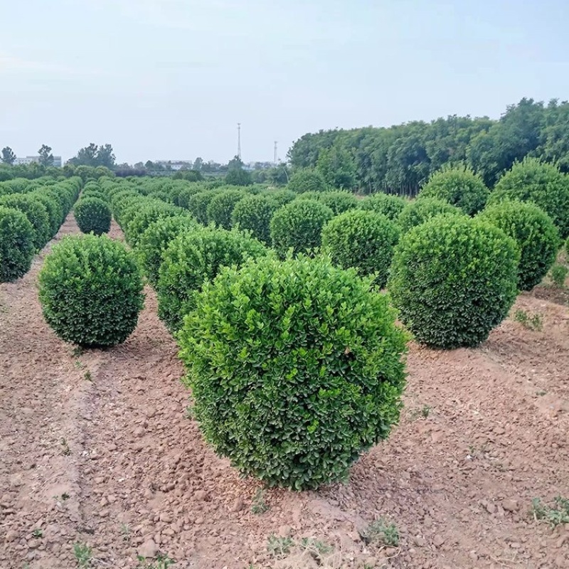 大叶黄杨球，基地直发，一手货源，大量供应