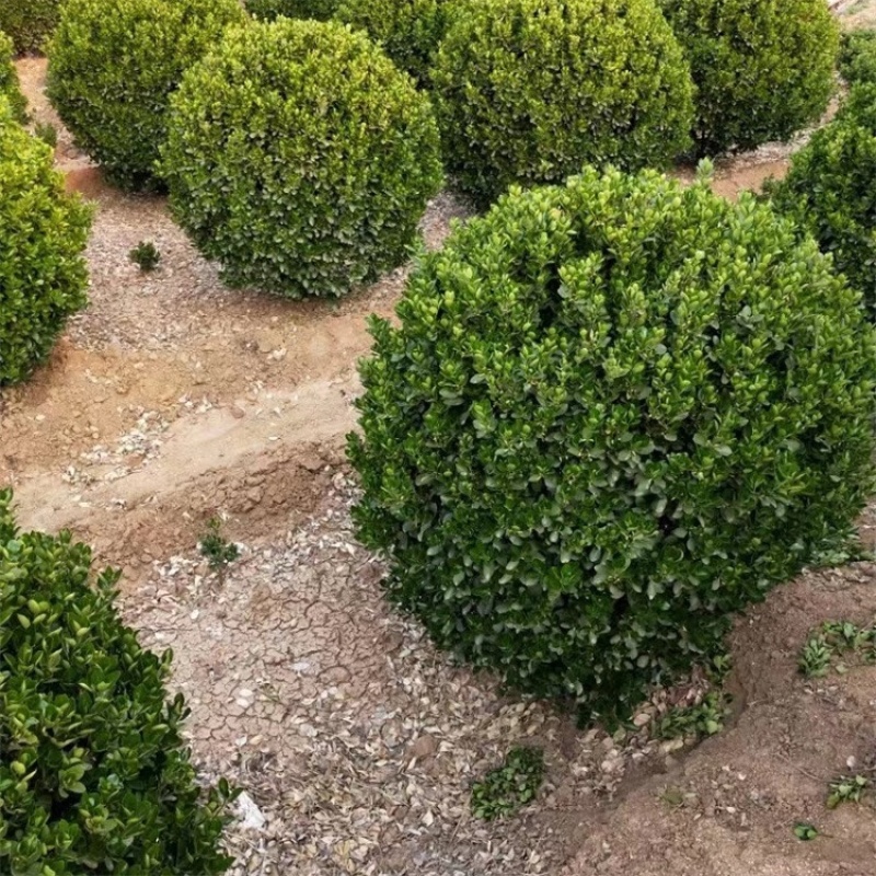 大叶黄杨球，基地直发，一手货源，大量供应