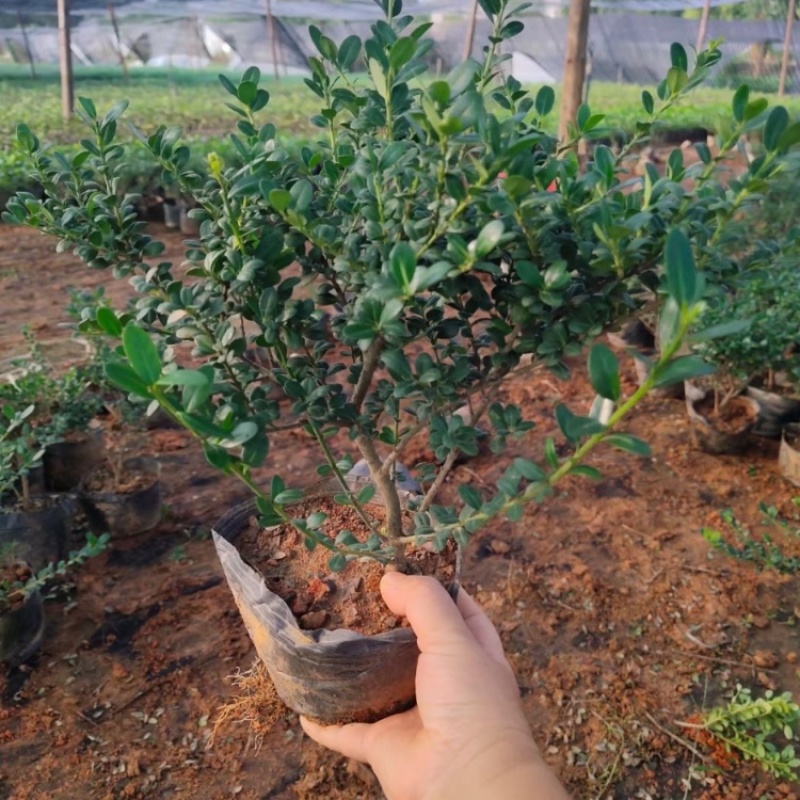 龟甲冬青，产地直发，一手货源，基地批发，大量供应