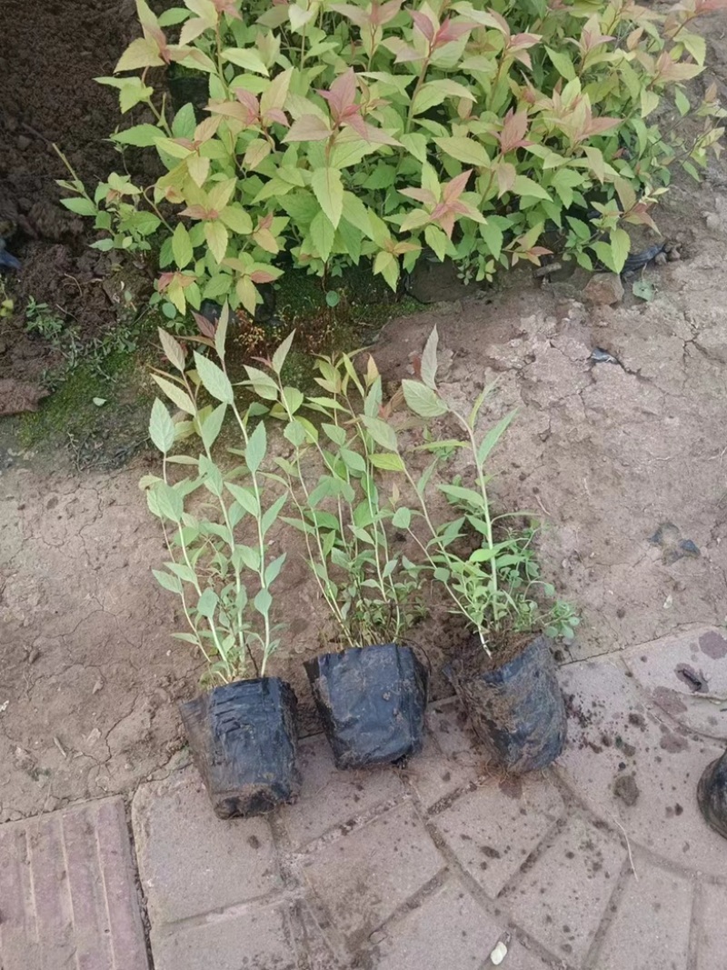 粉花绣线菊，基地直发，一手货源，大量供应