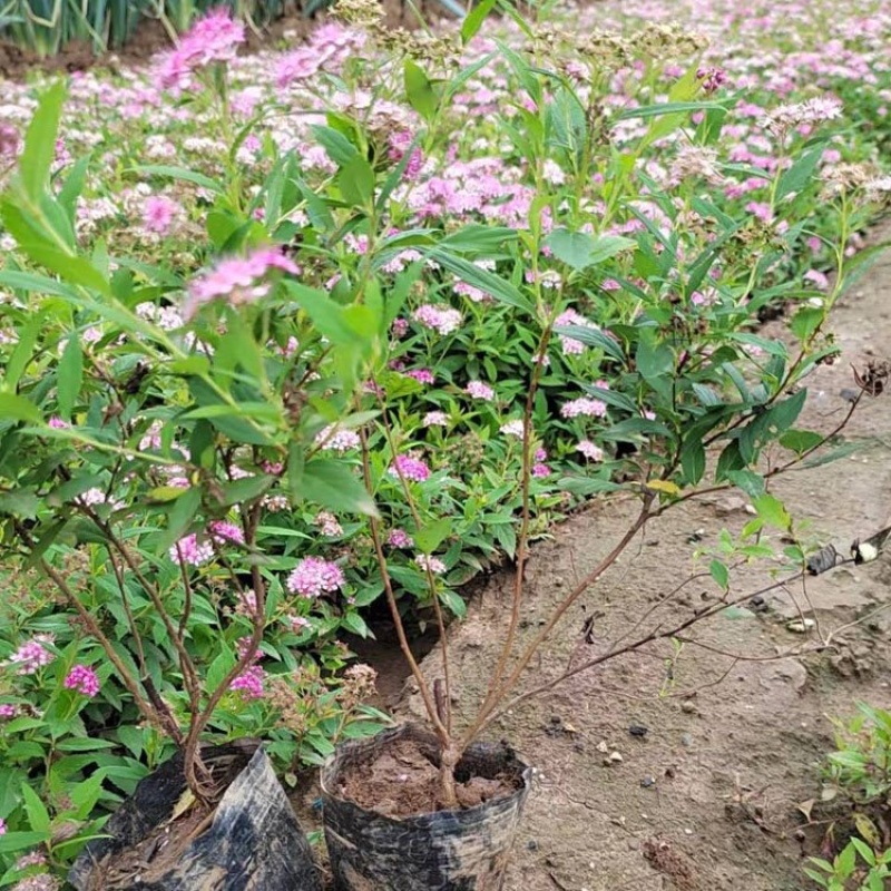 粉花绣线菊，基地直发，一手货源，大量供应