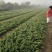 铺地柏，一手货源，基地直发，铺地柏，大量供应