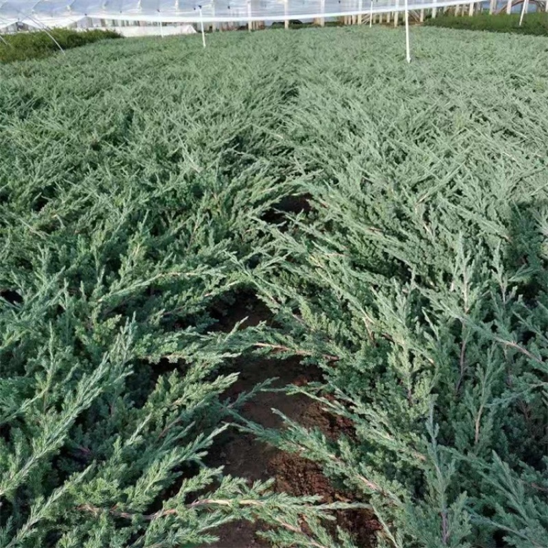 铺地柏，一手货源，基地直发，铺地柏，大量供应