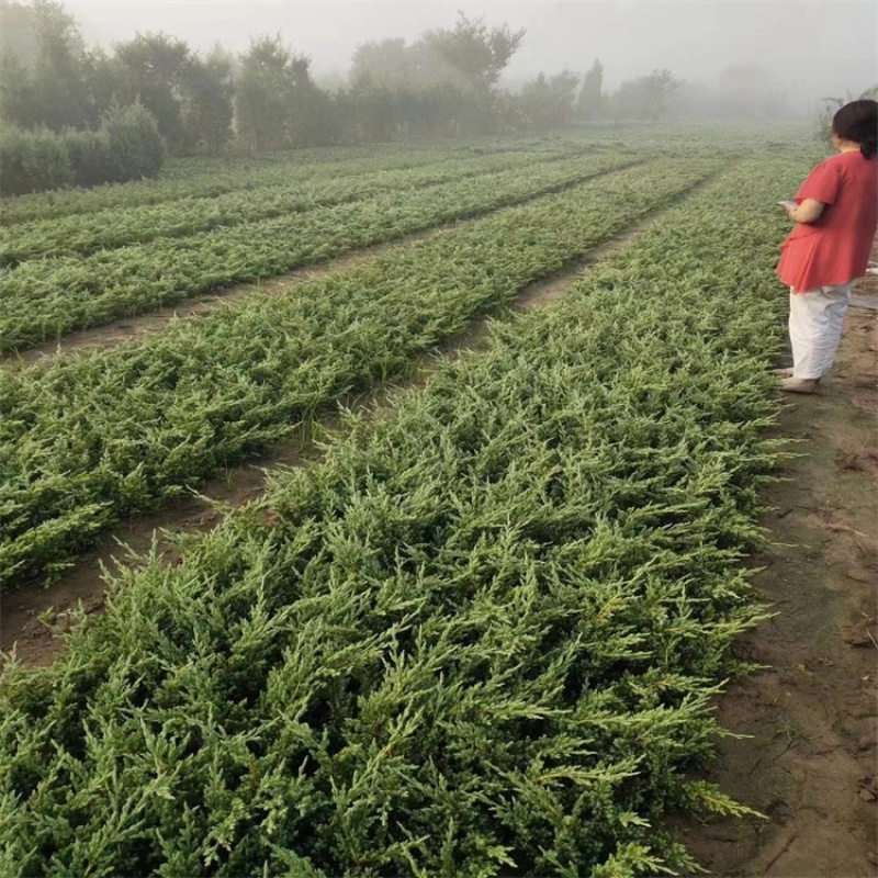 铺地柏，一手货源，基地直发，铺地柏，大量供应