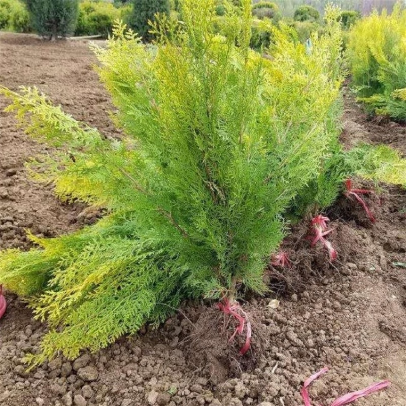 洒金柏，基地直发，一手货源，大量供应